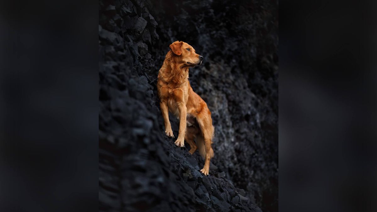 Dog.