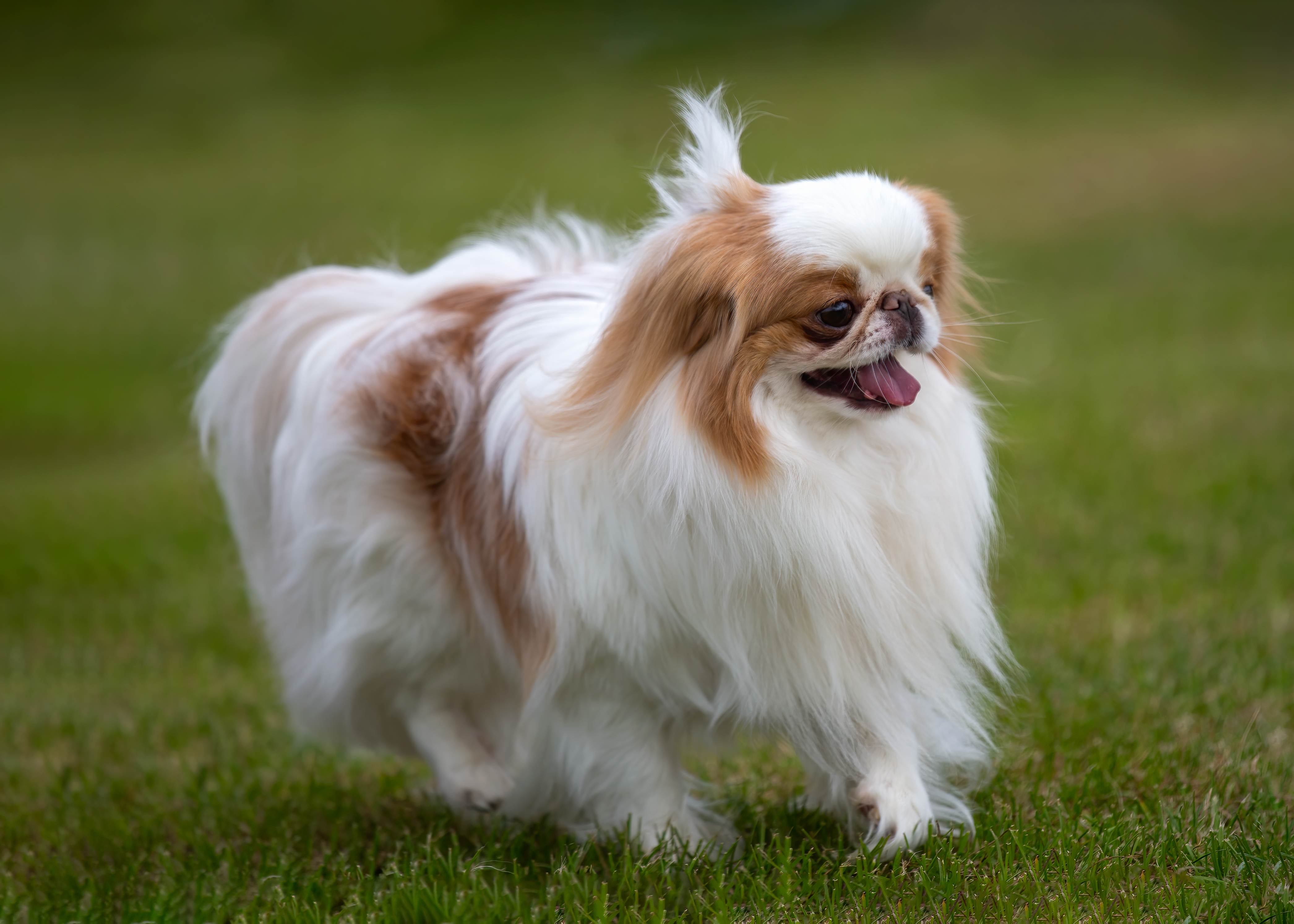 Japanese Chin on grass