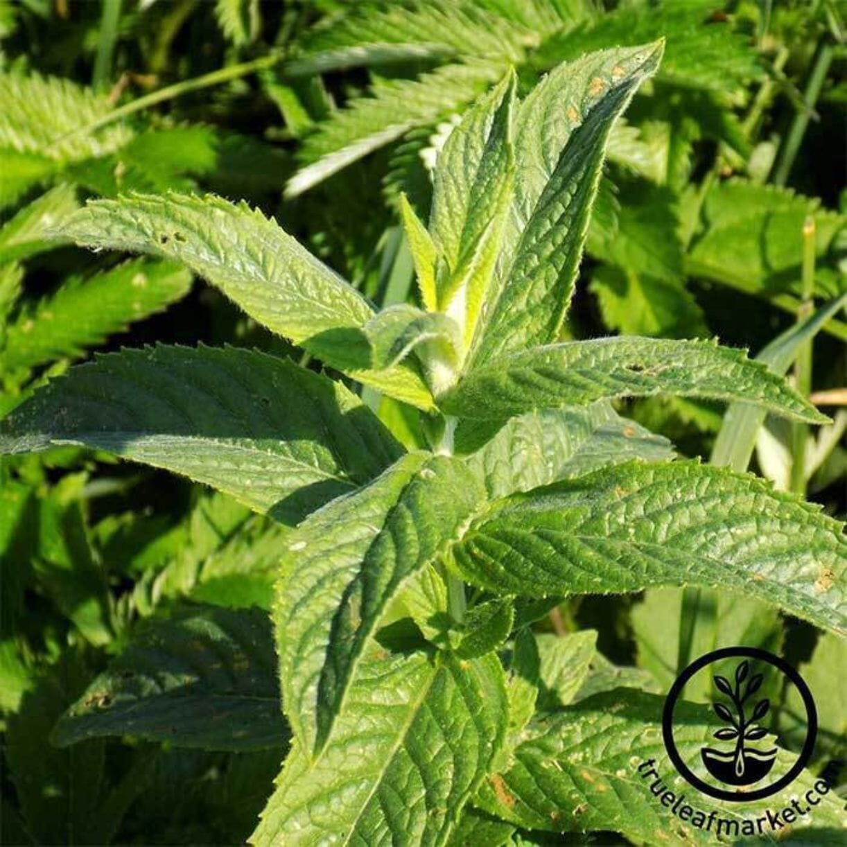 Spearmint Seeds | Non-Gmo, Perennial Herb Garden Seeds - Grow Herbs