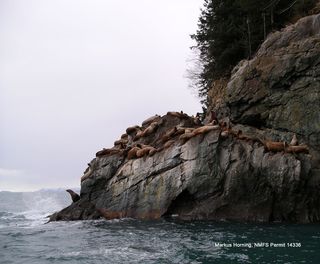 Steller sea lions at a haul out on Glacier Island in Prince William Sound, Alaska.