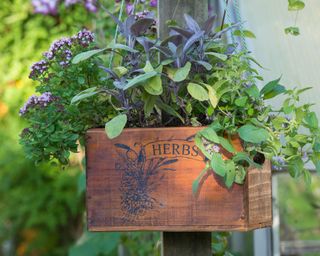 wooden box turned into a hanging planter for herbs