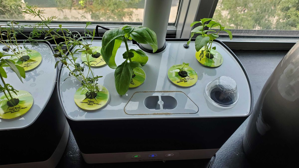 plants growing in AeroGarden Harvest