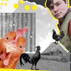 Arthur Parkinson chicken column collage