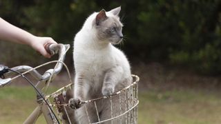 Cat in a bike basket