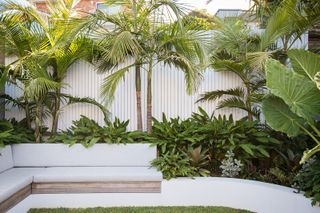 tropical garden ideas with palm trees planted around white built-in seating and a white fence
