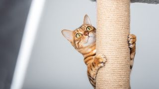 cat climbing