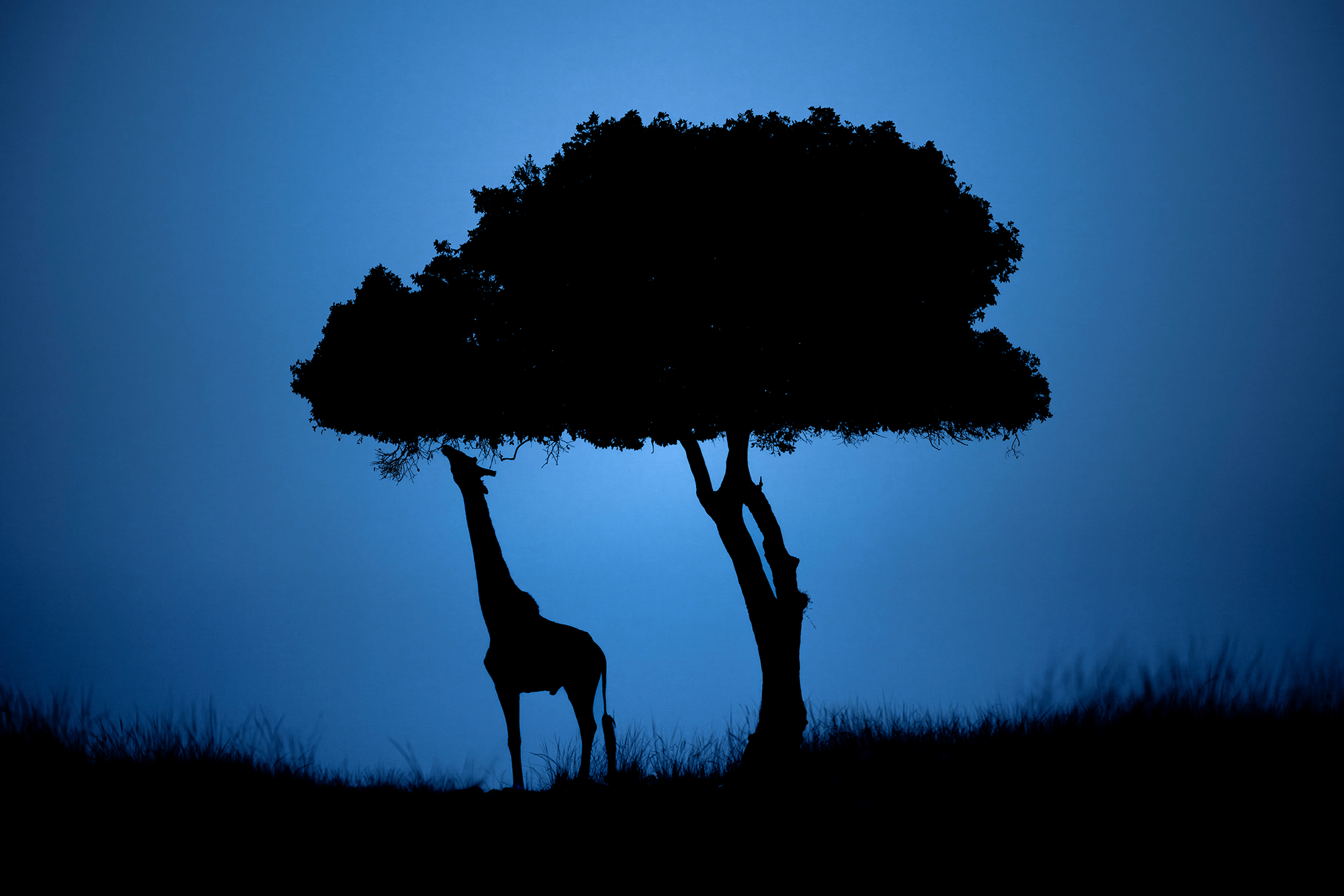 Photograph of a Masai giraffe by wildlife photographer Richard Peters of the UK, taken in Maasai Mara National Reserve, Kenya.