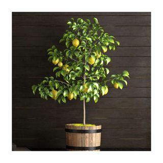lemon tree with lemons in pot