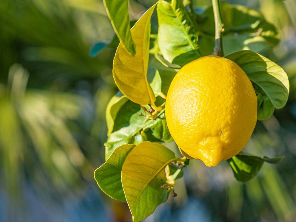 Lemon Tree Fertilizer - How To Feed Growing Lemon Trees | Gardening ...