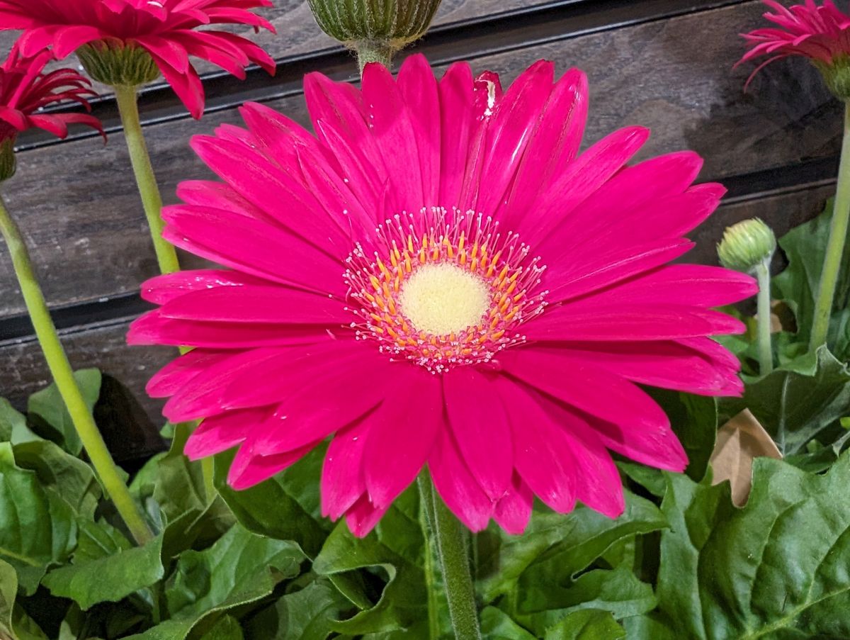 Google Pixel 8 main camera sample.