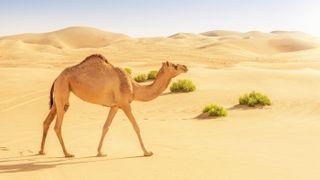 Dromedary camels have one hump, like the animal here walking in the desert between the United Arab Emirates and Saudi Arabia.