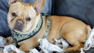 Dog shredding paper