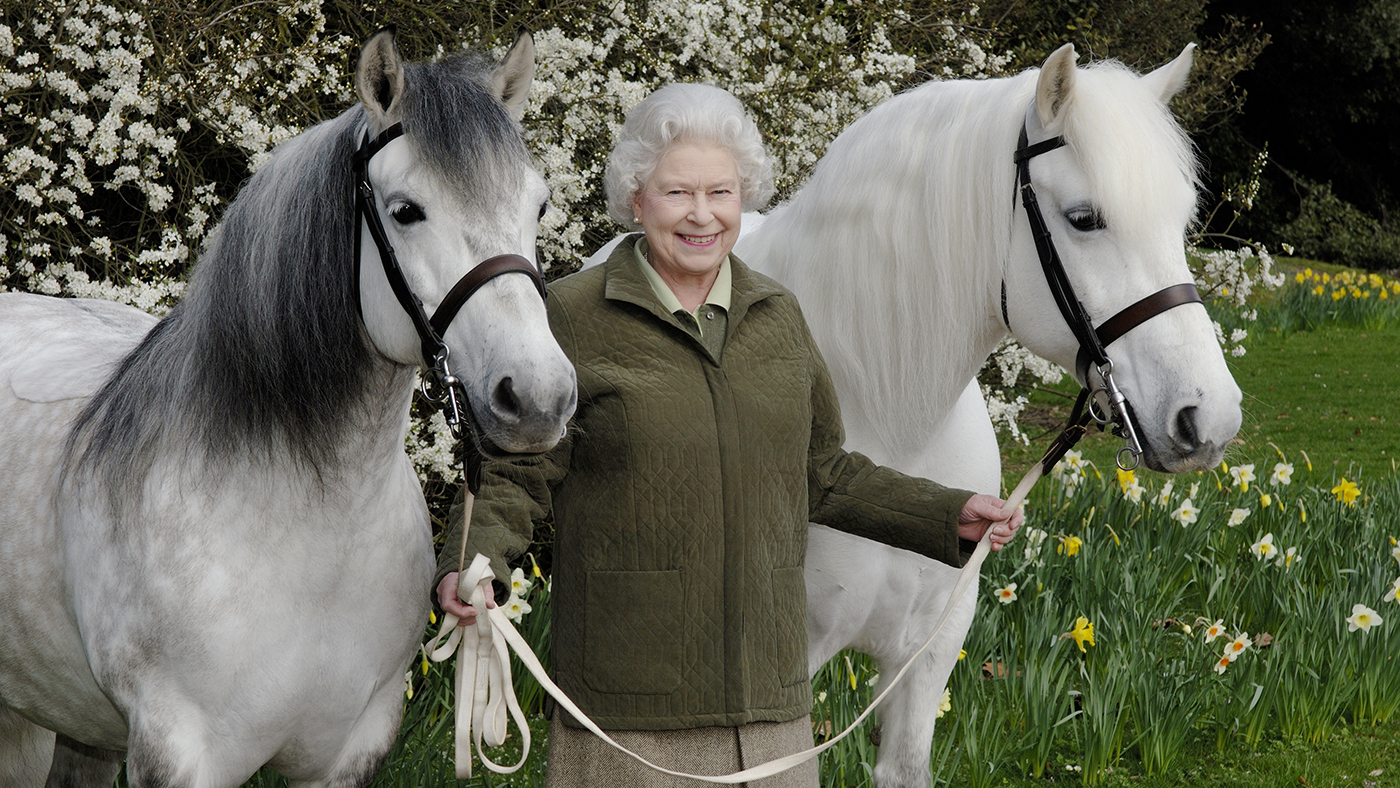 These Highland ponies are among HM The Queen's favourite horses