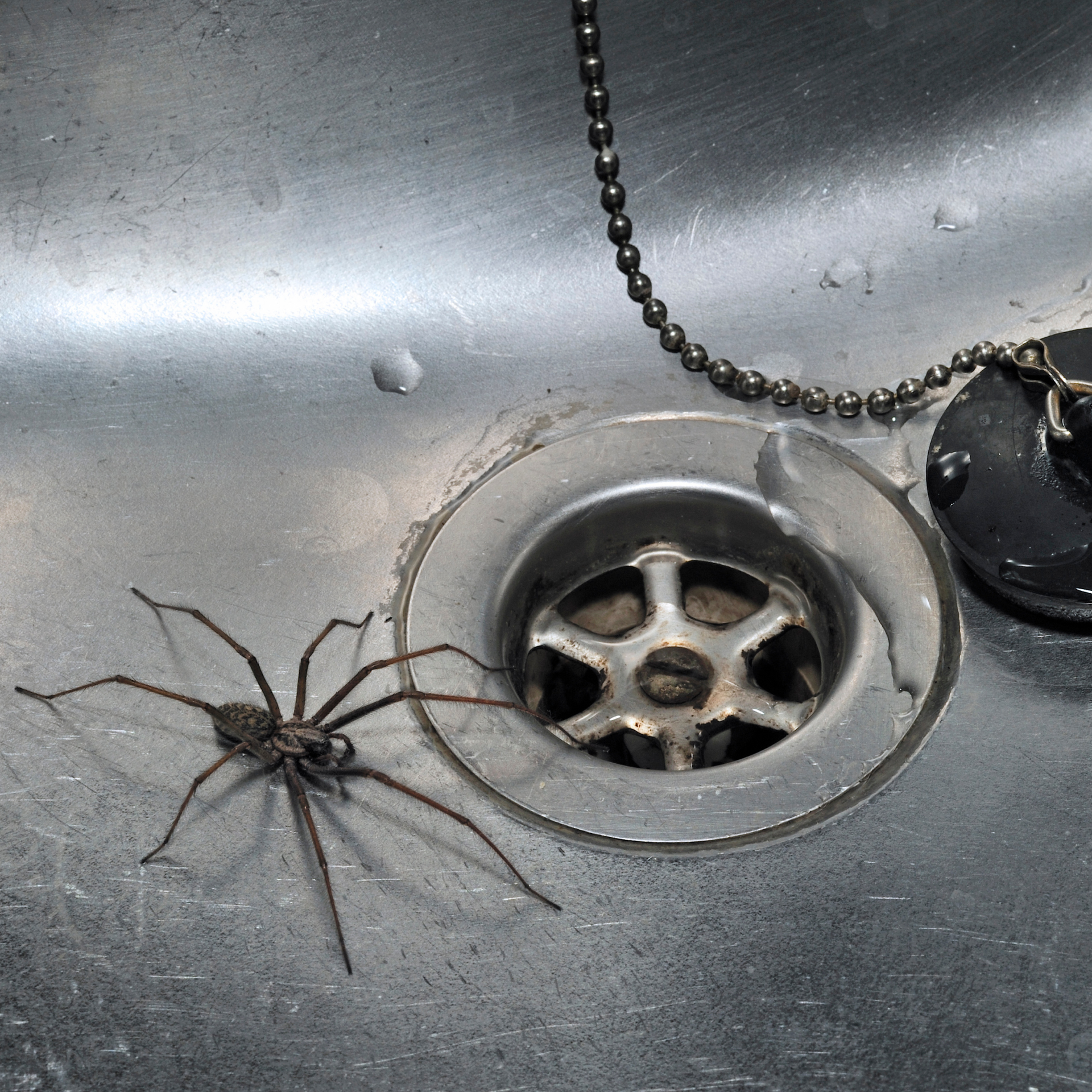 Spider in a stainless steel kitchen sink