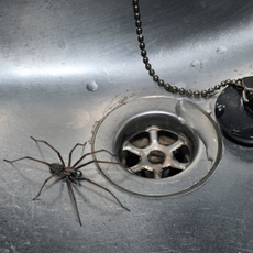 Spider in a stainless steel kitchen sink