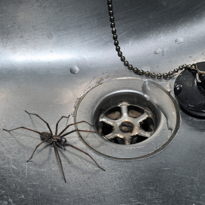 Spider in a stainless steel kitchen sink