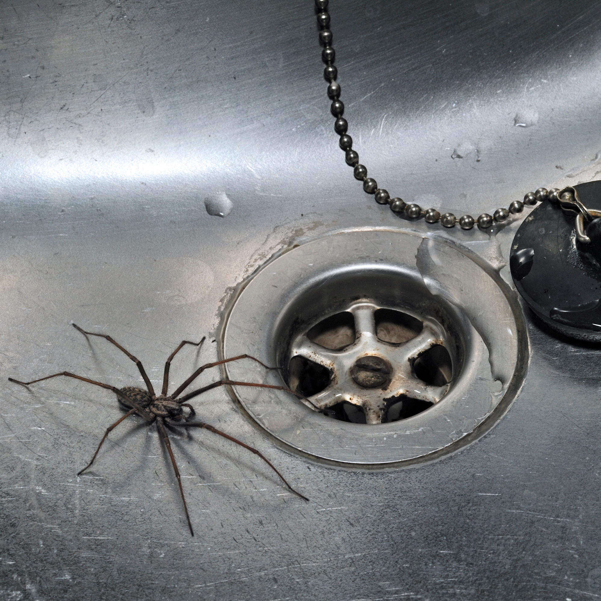 Spider in a stainless steel kitchen sink