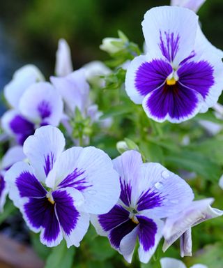 Purple and white pansies
