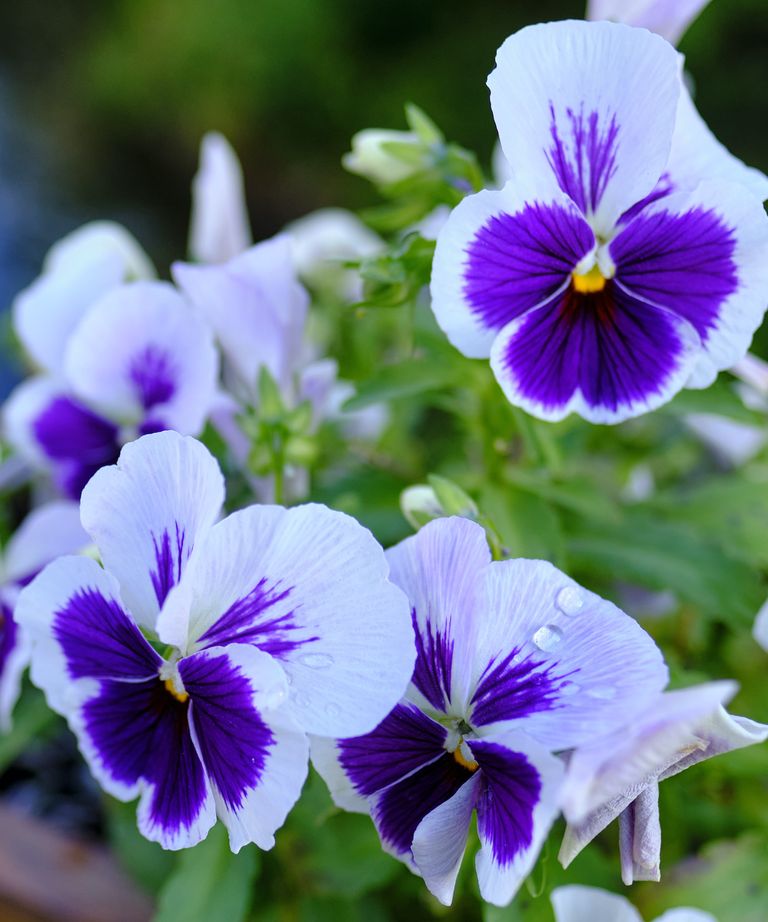 What can be planted in April these 5 flowers are perfect Real Homes