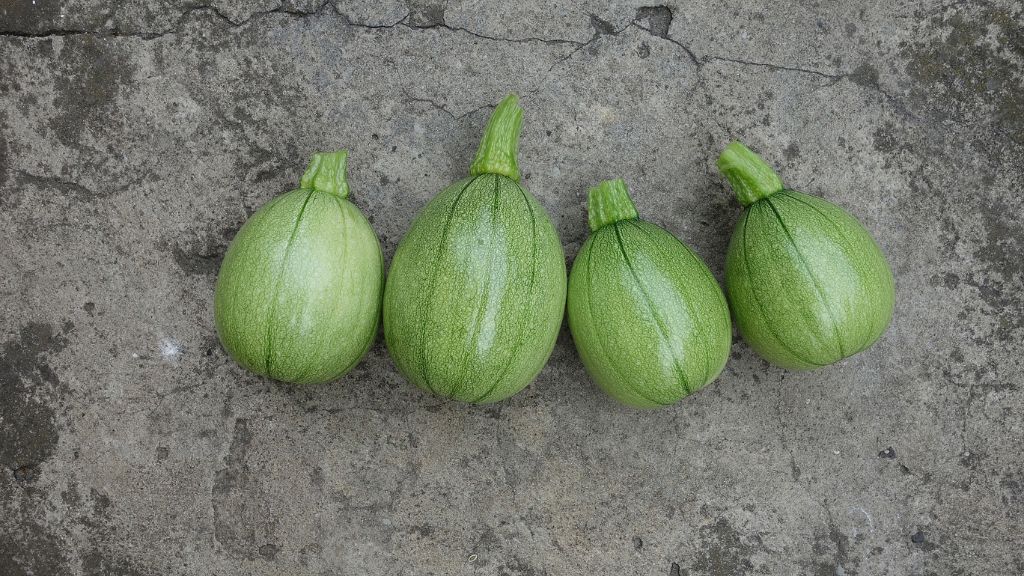 four green tatume squashes 