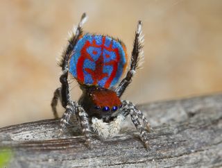 new species of peacock spider, Maratus bubo