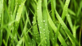 Blades of grass covered with water droplets