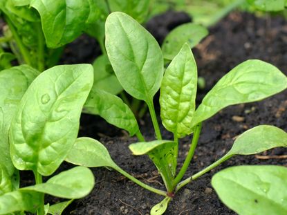 Spinach Growing In The Garden