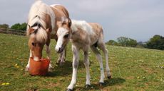 Lotte-and-her-foal-Lio.-Copyright-The-Mare-and-Foal-Sanctuary1-copy.jpg