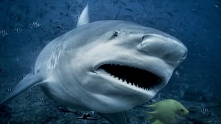 a bull shark swimming in a reef with its mouth open and a yellow fish in front of its mouth