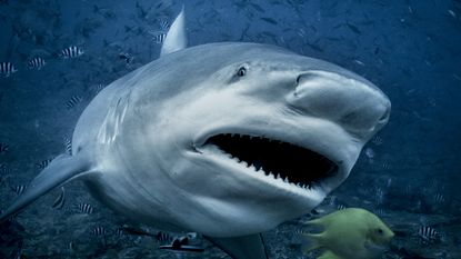 a bull shark swimming in a reef with its mouth open and a yellow fish in front of its mouth