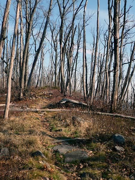 The singletrack ridge trails feature plenty of logs to ride - in part thanks to the gypsy moths.