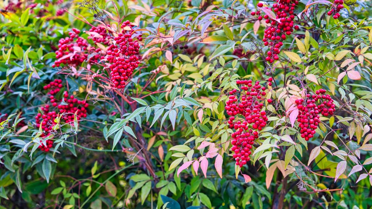 nandina domestica