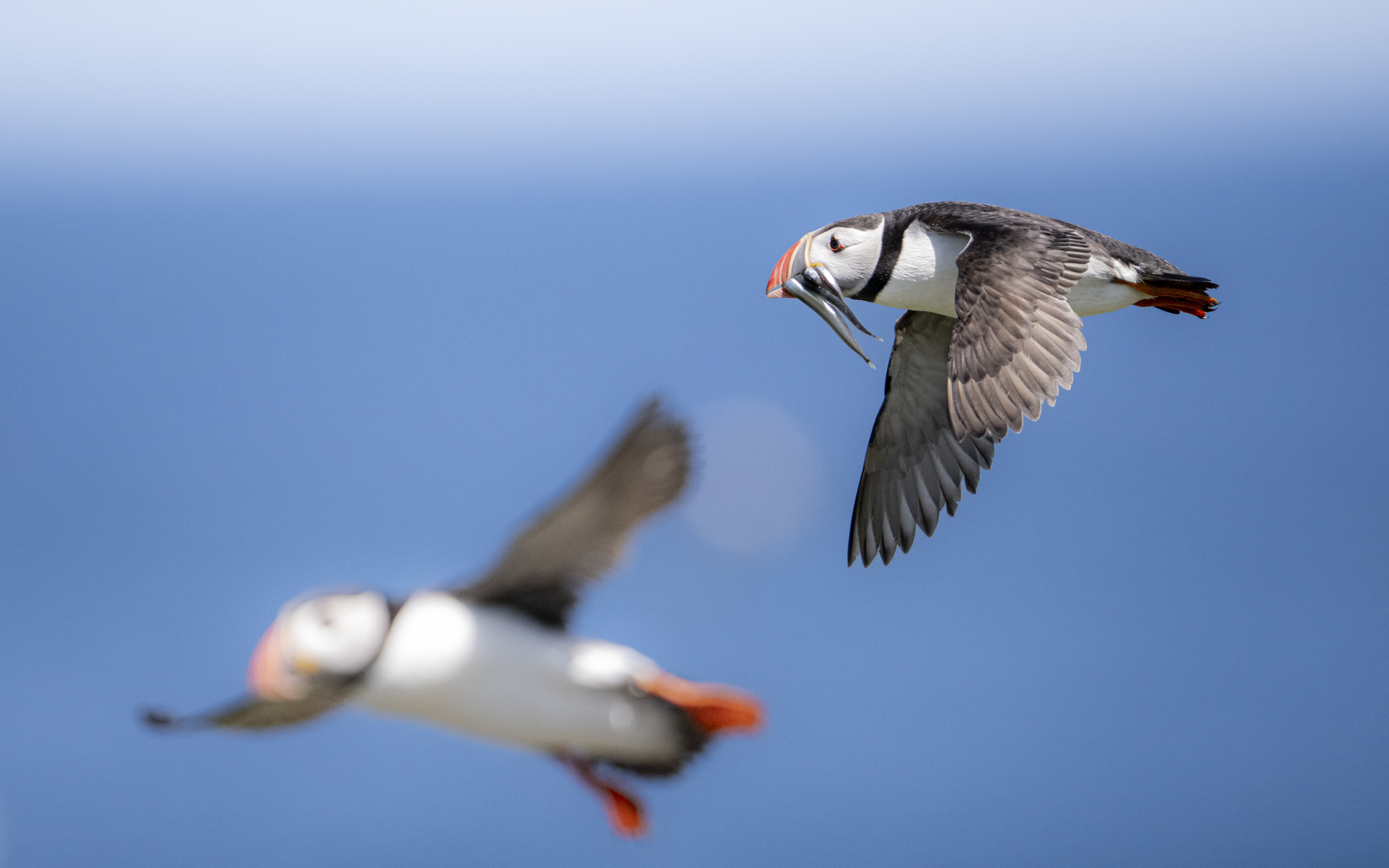 Puffins flying above the Farne Islands off the coast of Northumberland earlier this summer.