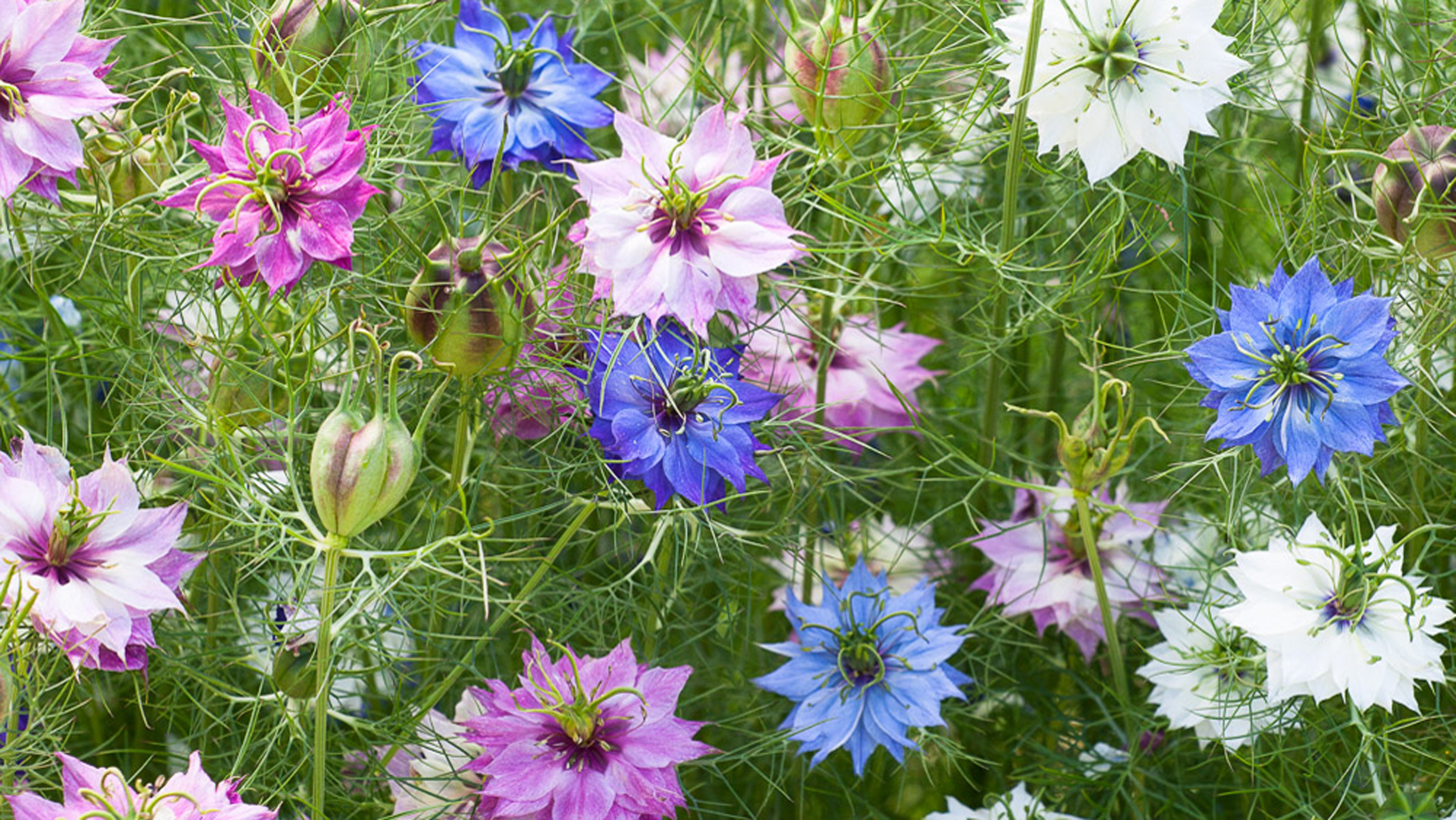 5 beautiful flowers you should sow in March you'll love these