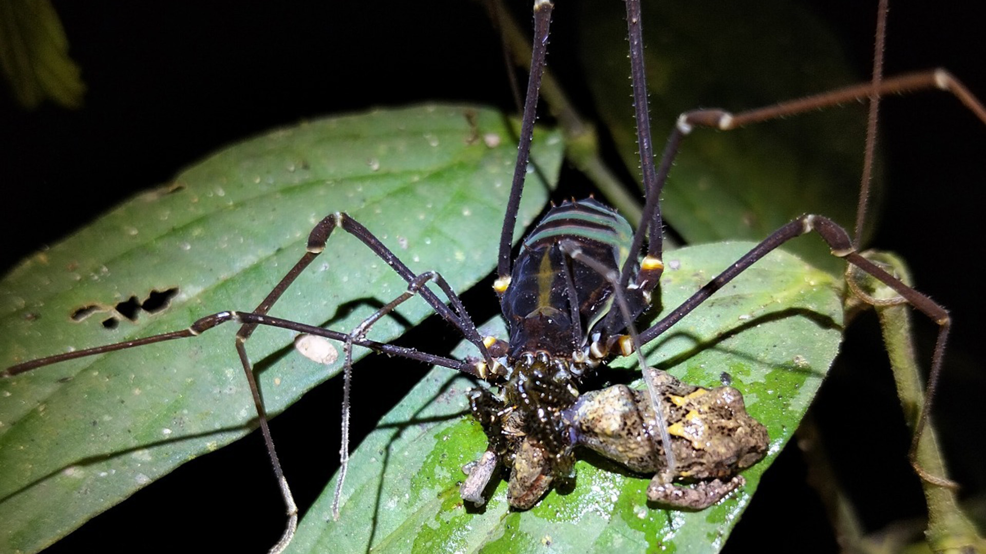 A close up image of a black arthropod with long spindly legs devouring a small brown frog sitting on a large green leaf.