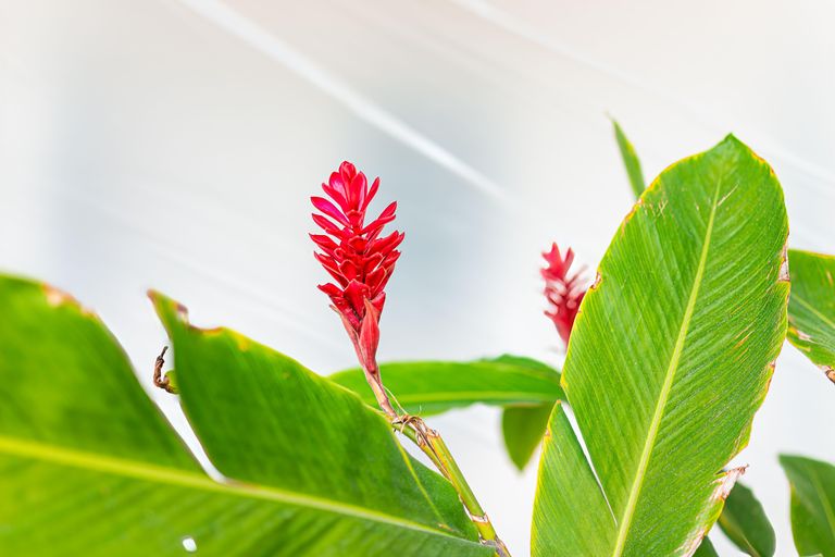 ginger plant with green leaves and red flowers