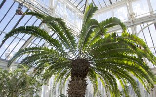 Encephalartos woodii in Temperate House Kew