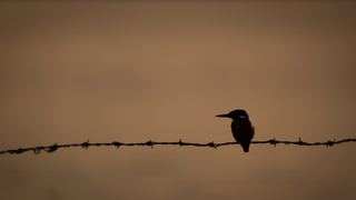 A silhouetted kingfisher sat on a branch against an orange background 