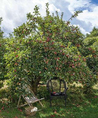 Apple tree, orchard, covered in apples with chairs underneath