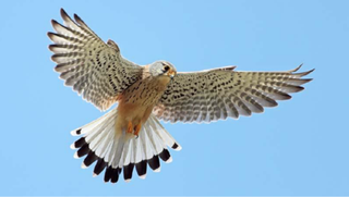 An image of a flying kestrel with blue sky in the background