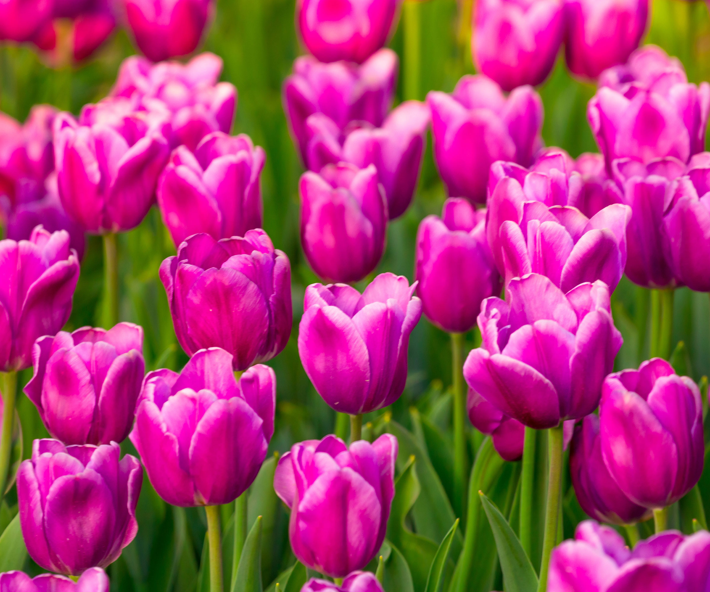 pink tulips in garden border