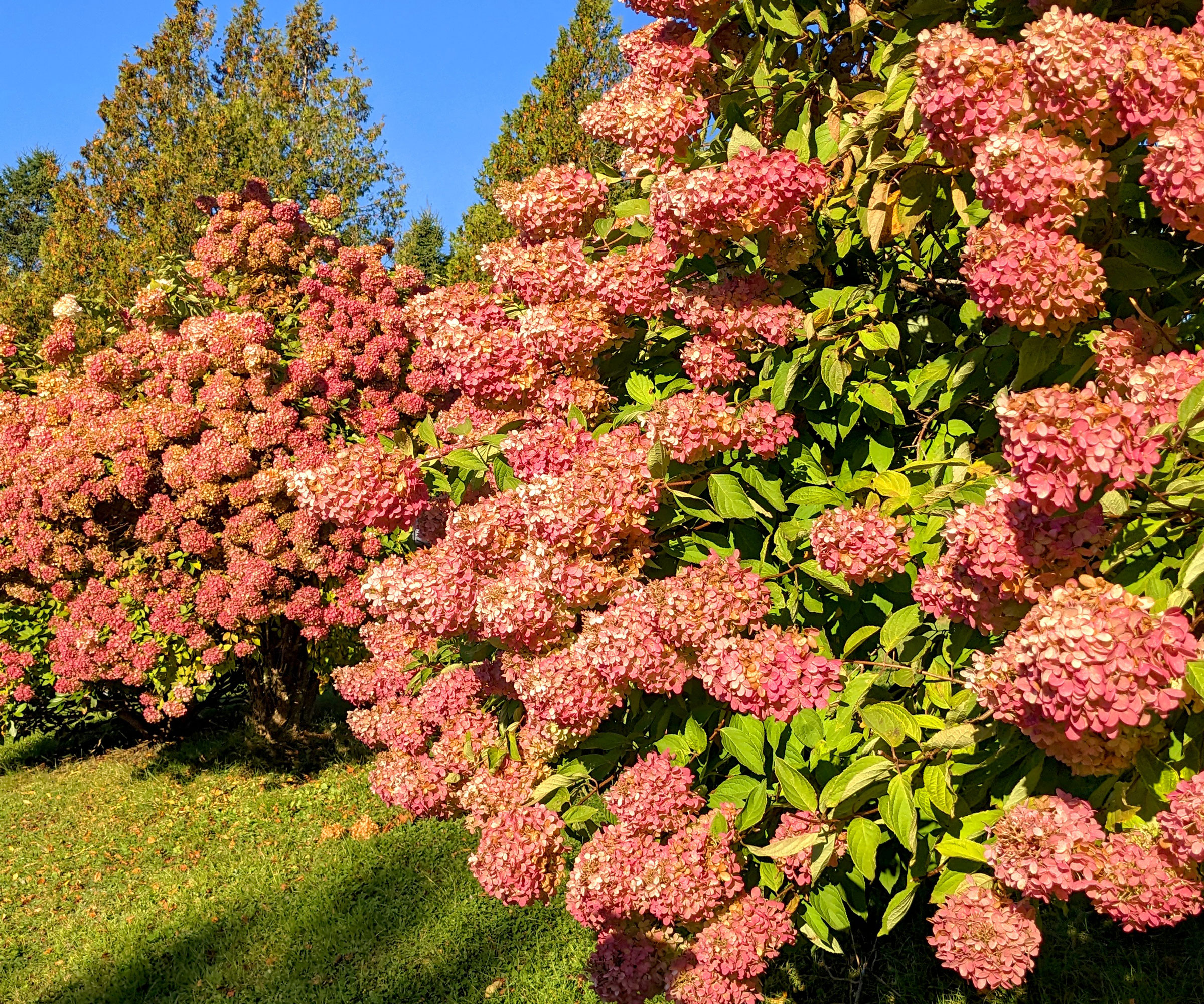pink hydrangeas in fall with fading blooms in backyard against blue sky
