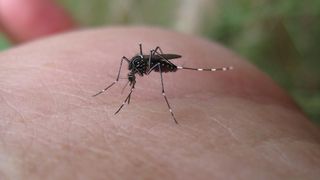 Close-up picture of Aedes notoscriptus mosquito 