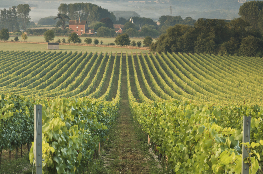 Vines from Kit's Coty vineyard.