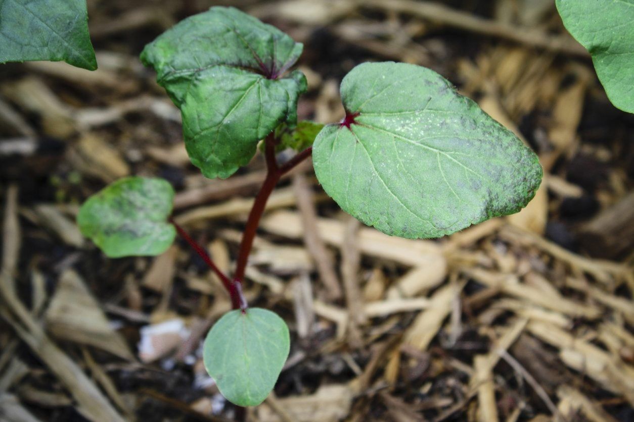 Okra Seedling