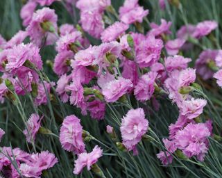 dianthus Rose de Mai garden pink