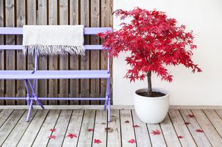 Maple tree in pot