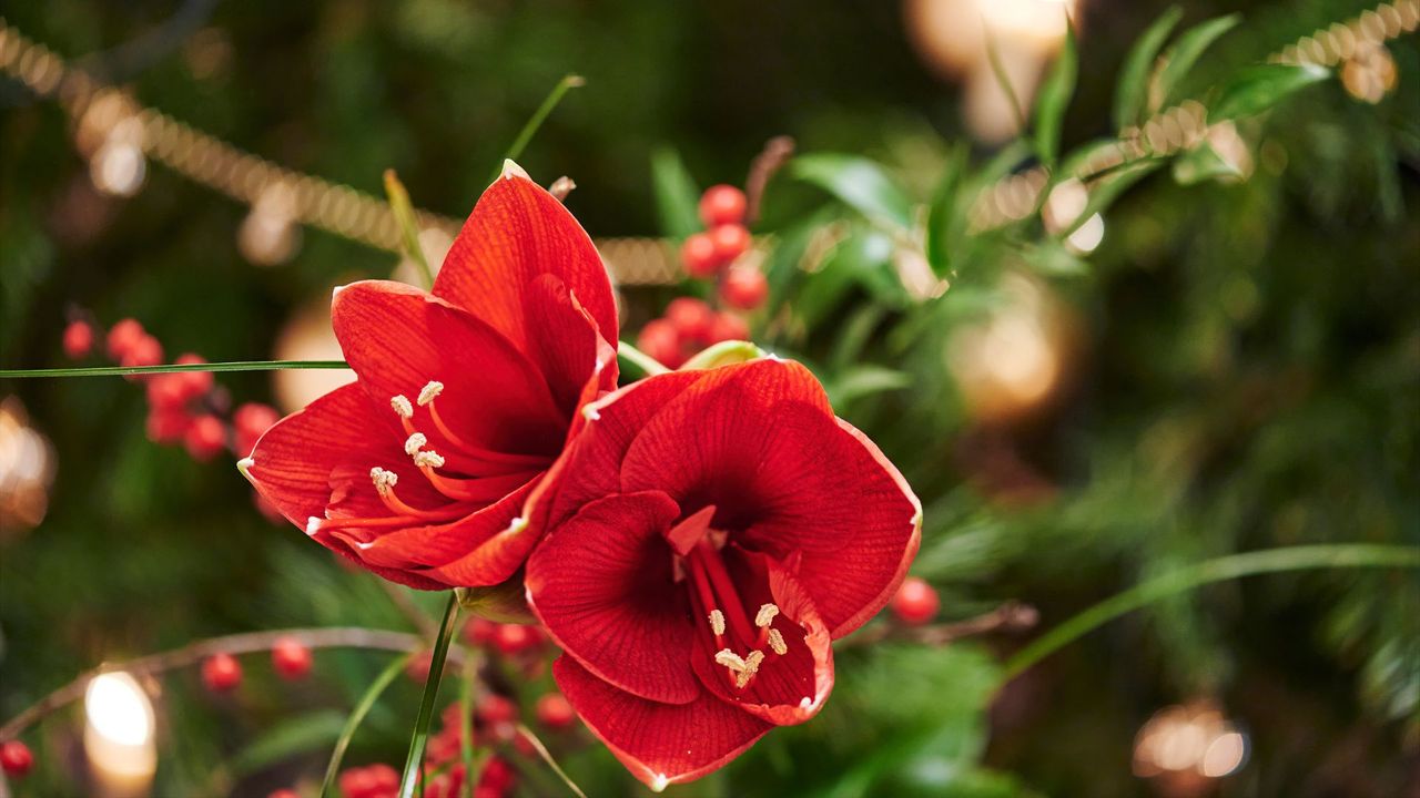 Bouquet of red Amaryllis