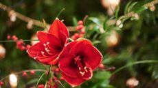 Bouquet of red Amaryllis