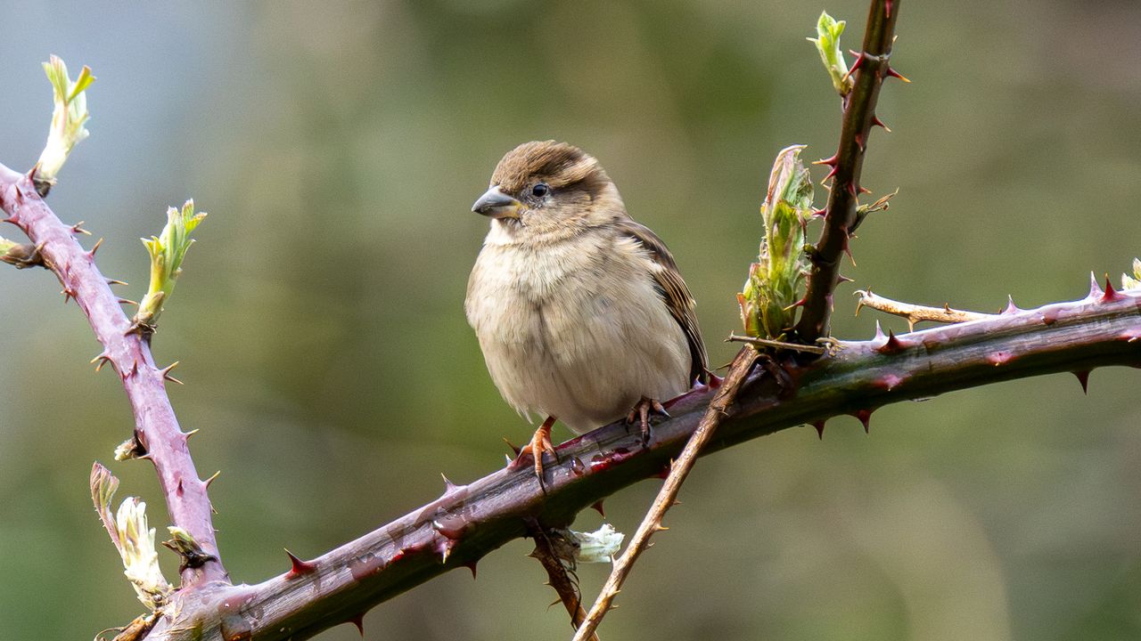 sparrow sat on a thorny branch